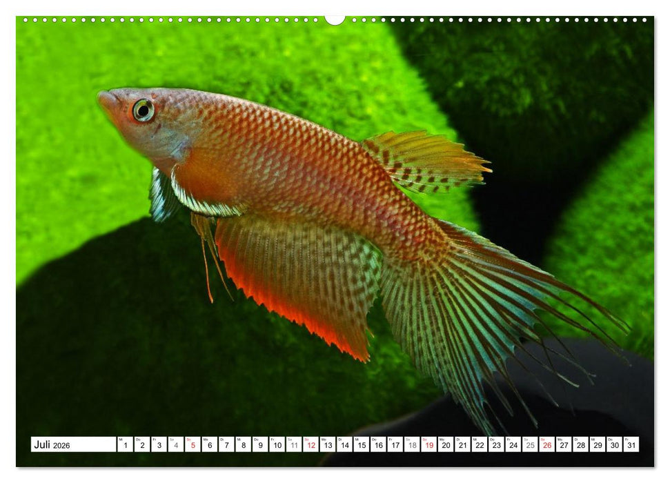 Killifische Südamerikas (CALVENDO Premium Wandkalender 2026)