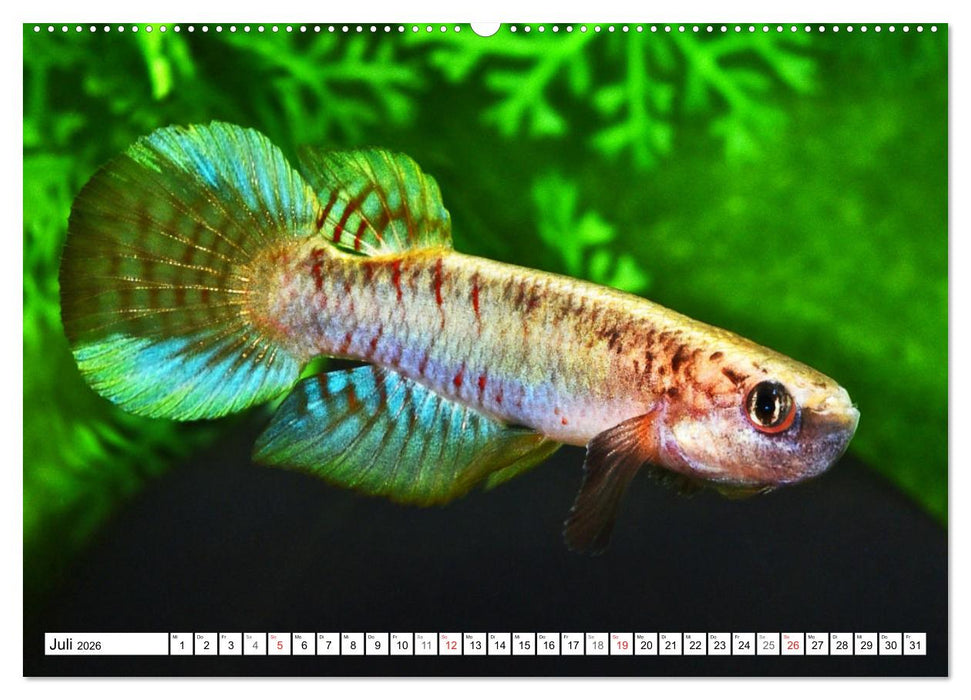 Killifische Südamerikas (CALVENDO Premium Wandkalender 2026)