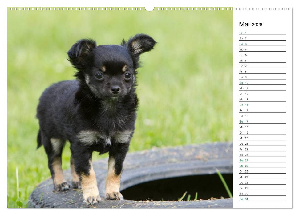 Chihuahuas - kleine Herzensbrecher (CALVENDO Wandkalender 2026)