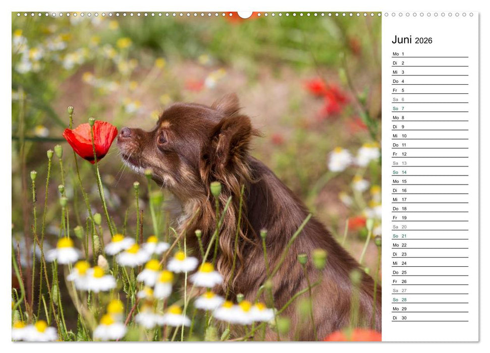 Chihuahuas - kleine Herzensbrecher (CALVENDO Wandkalender 2026)