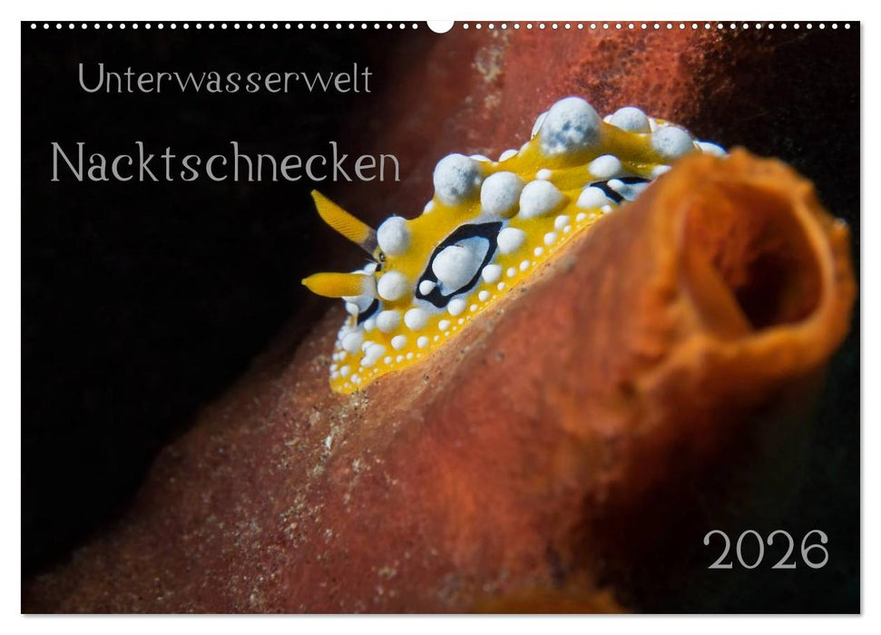 Unterwasserwelt Nacktschnecken (CALVENDO Wandkalender 2026)