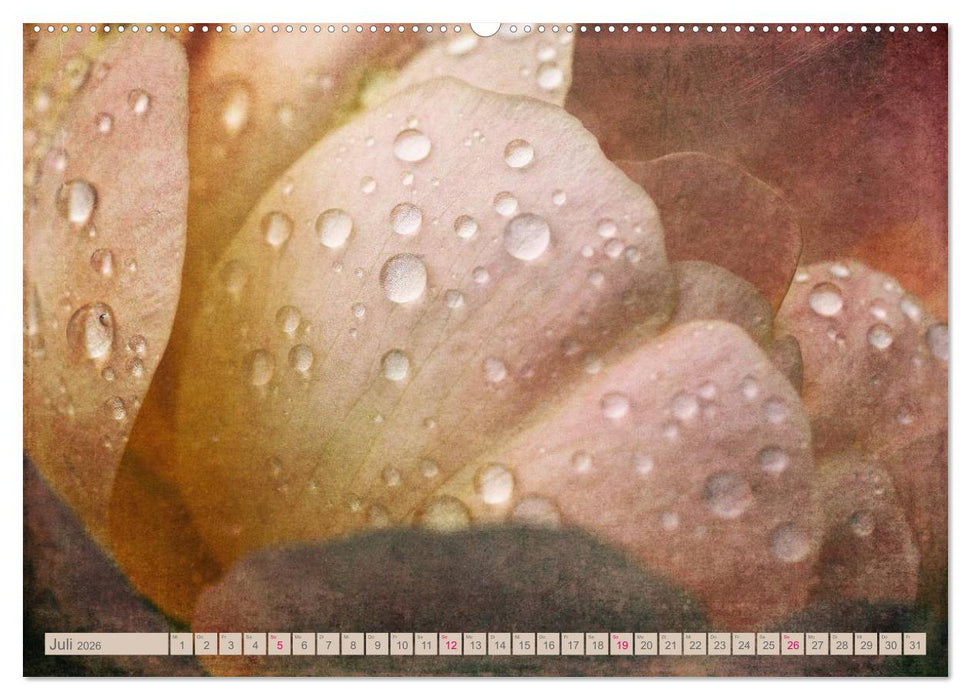 Rosenduft Shabby Chic Style (CALVENDO Premium Wandkalender 2026)