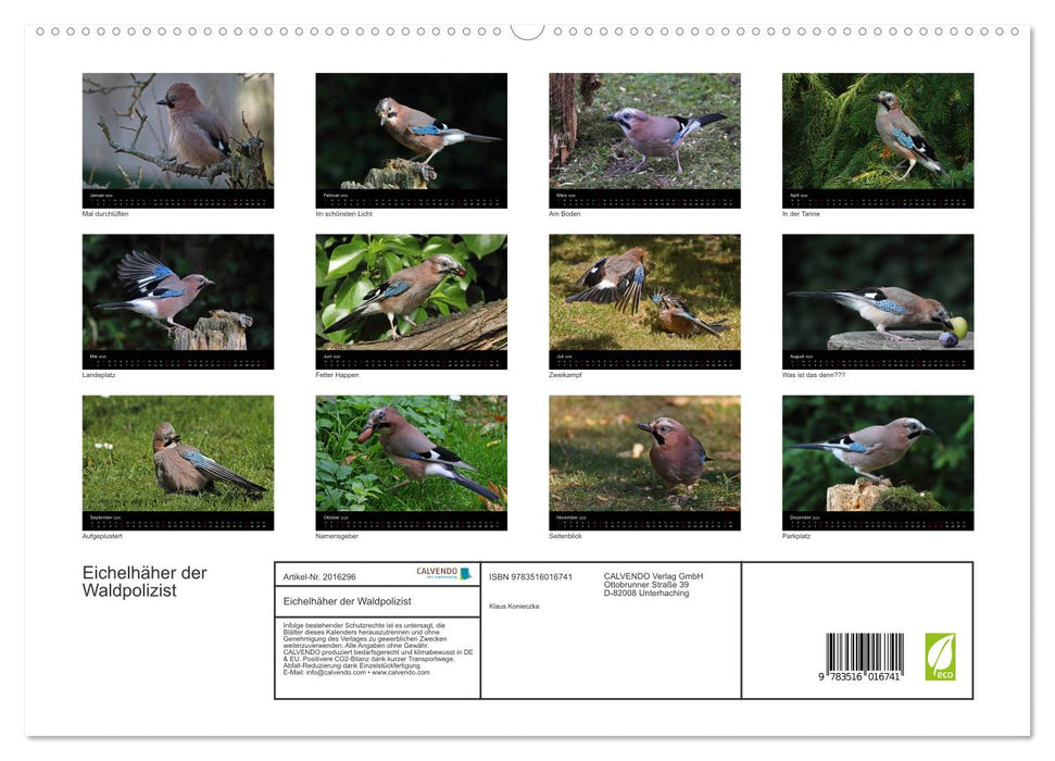 Eichelhäher der Waldpolizist (CALVENDO Premium Wandkalender 2026)