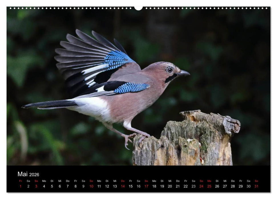 Eichelhäher der Waldpolizist (CALVENDO Premium Wandkalender 2026)