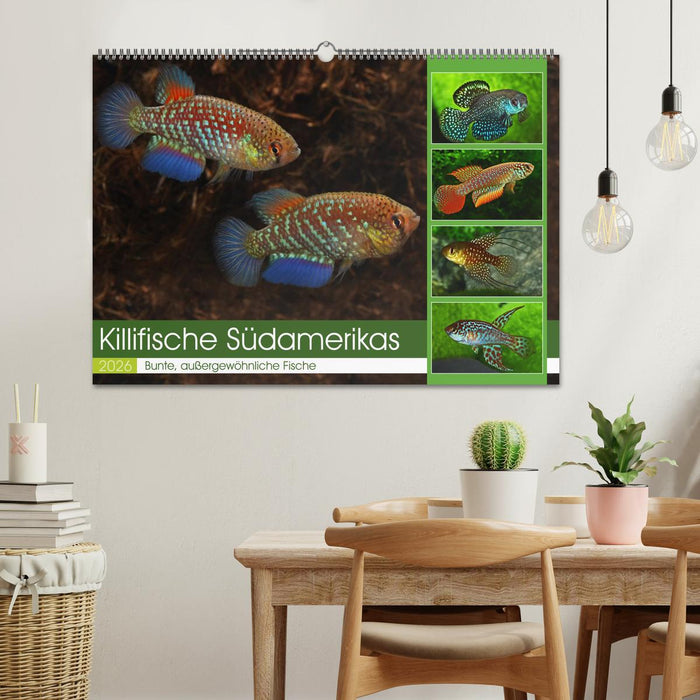 Killifische Südamerikas (CALVENDO Wandkalender 2026)