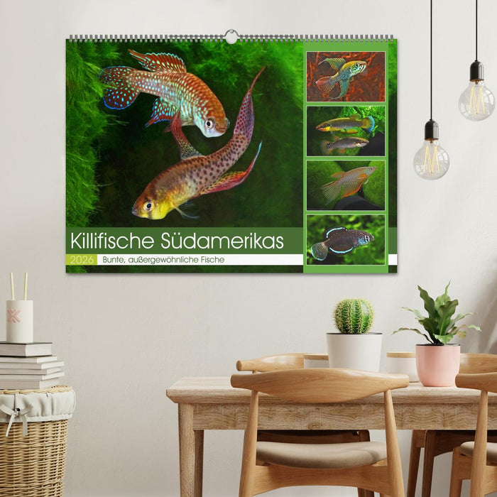 Killifische Südamerikas (CALVENDO Wandkalender 2026)