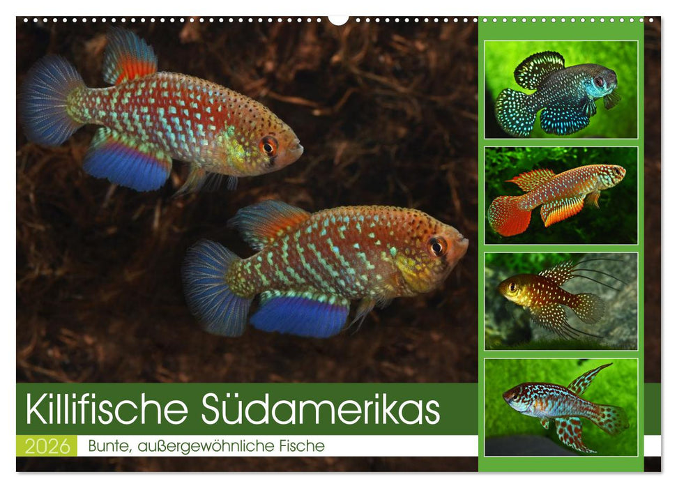 Killifische Südamerikas (CALVENDO Wandkalender 2026)