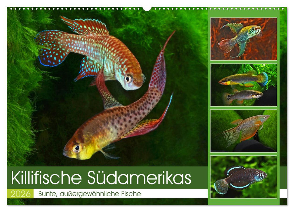 Killifische Südamerikas (CALVENDO Wandkalender 2026)