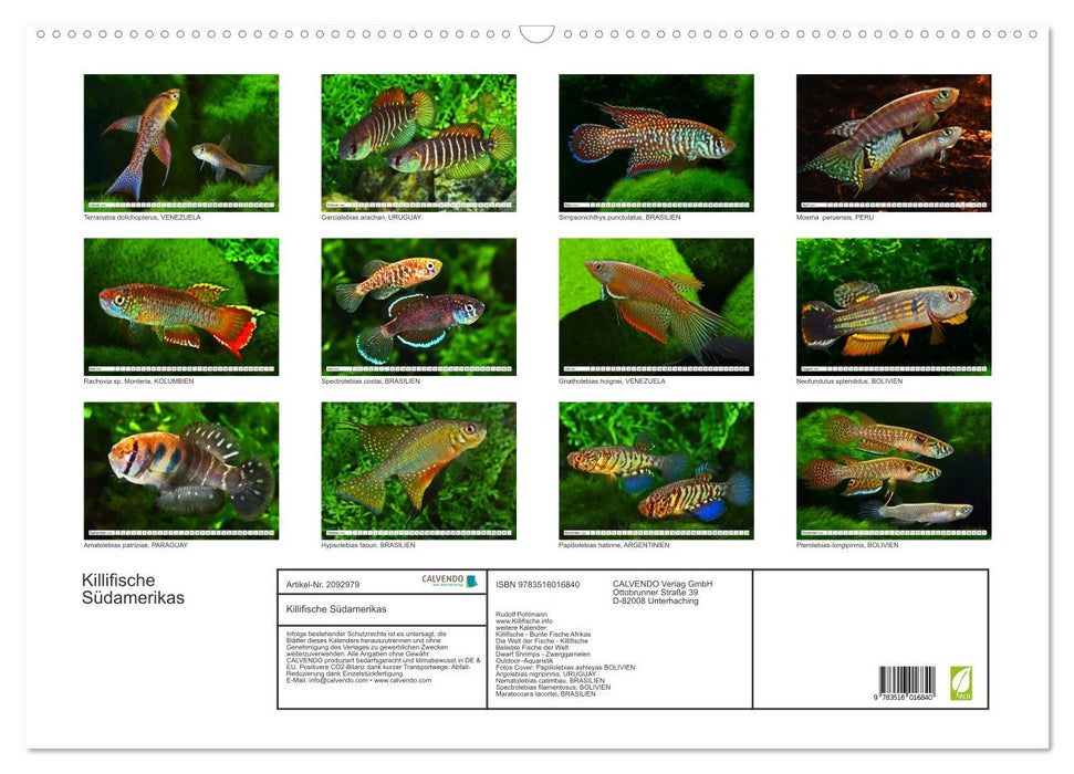 Killifische Südamerikas (CALVENDO Wandkalender 2026)