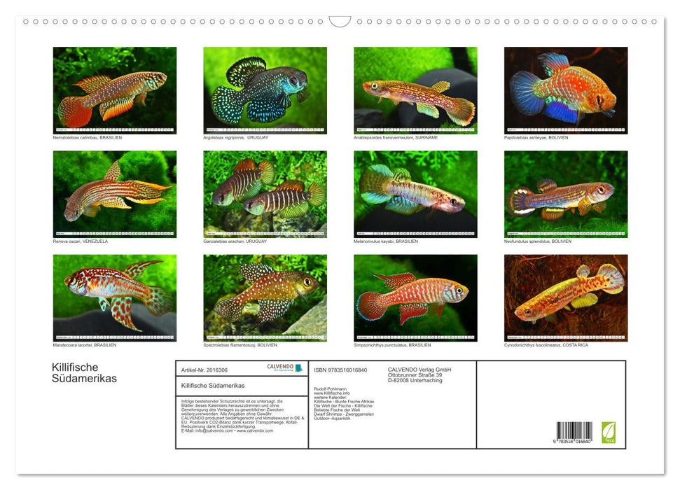 Killifische Südamerikas (CALVENDO Wandkalender 2026)