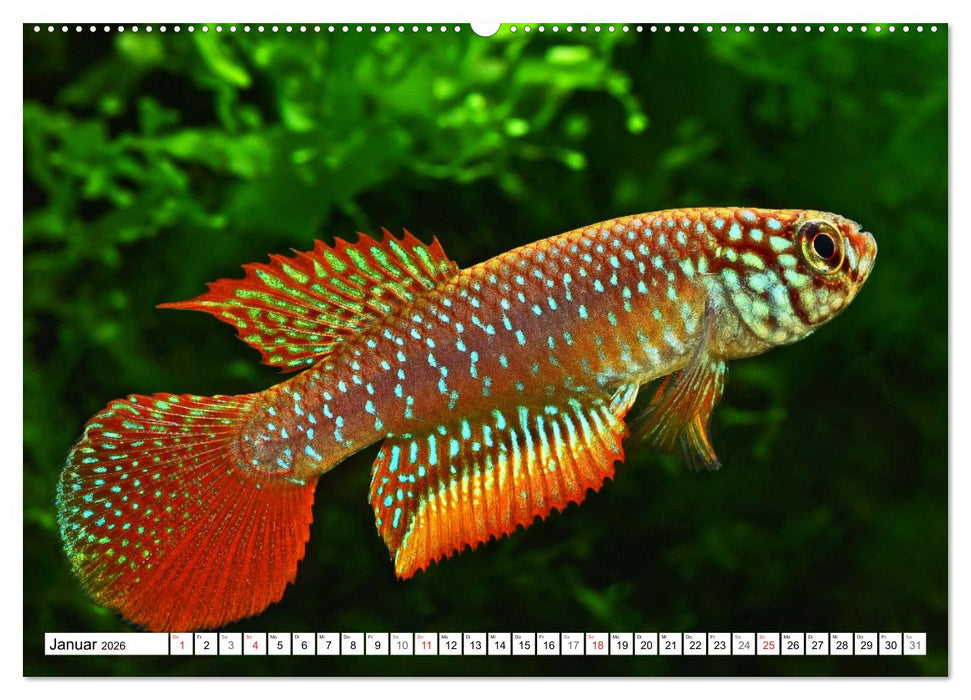 Killifische Südamerikas (CALVENDO Wandkalender 2026)