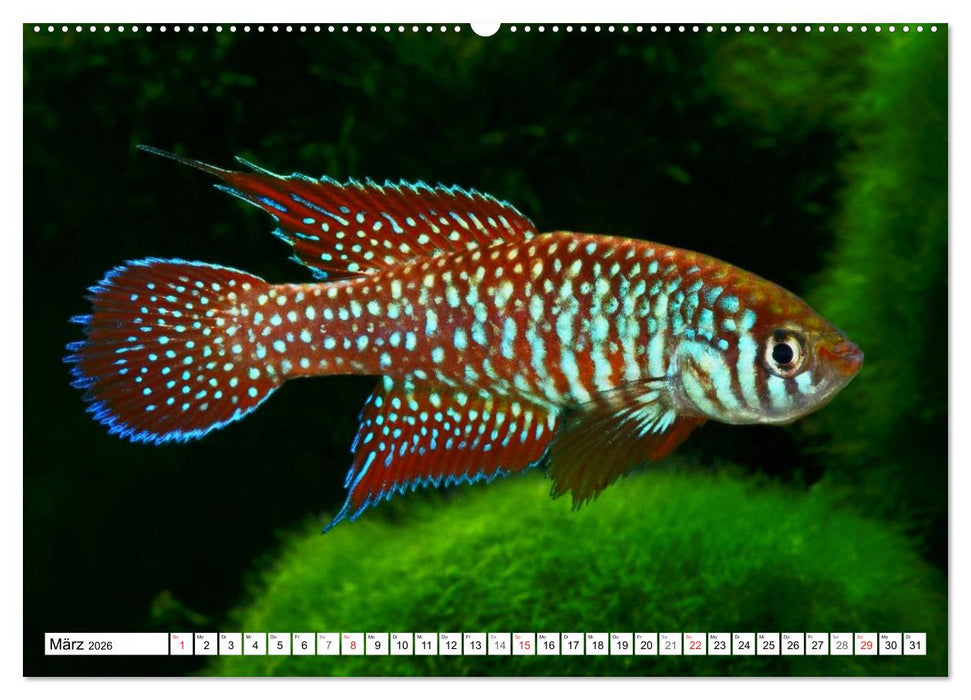 Killifische Südamerikas (CALVENDO Wandkalender 2026)