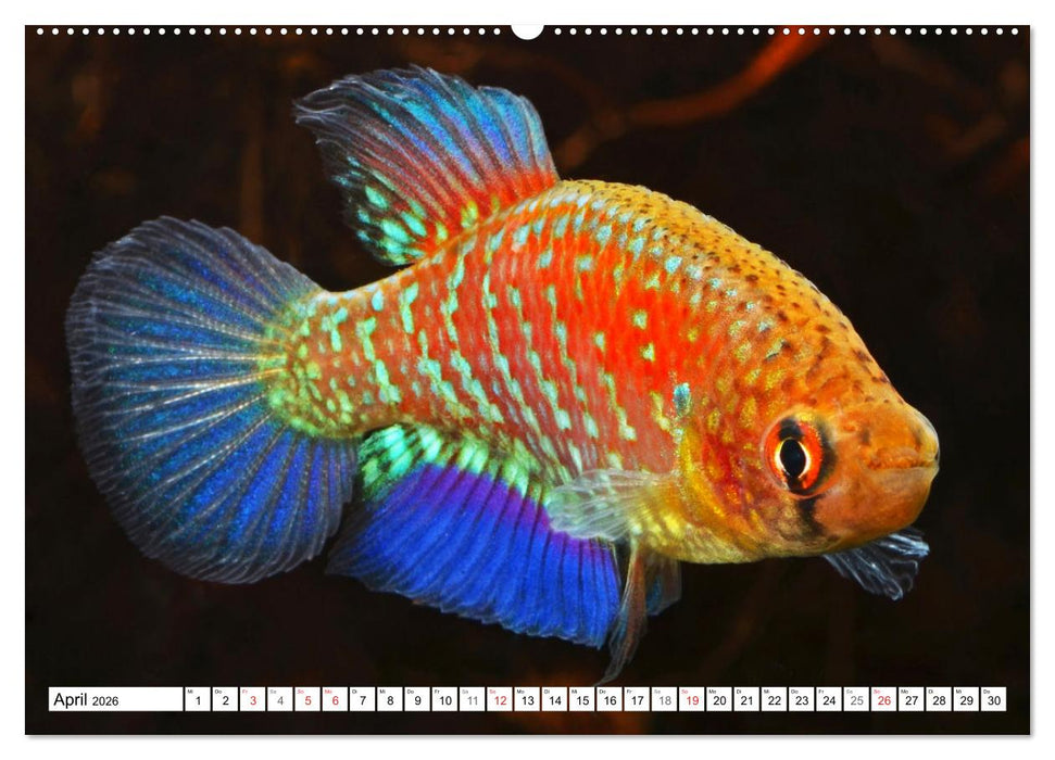 Killifische Südamerikas (CALVENDO Wandkalender 2026)