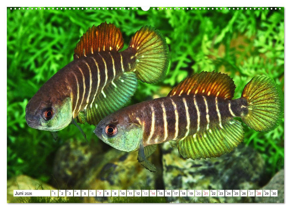 Killifische Südamerikas (CALVENDO Wandkalender 2026)