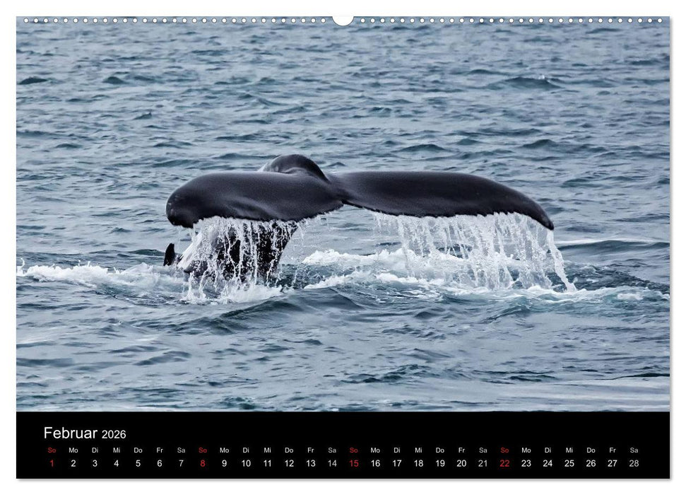 TRAUMZIEL ARKTIS, Impressionen vom Rand der Welt (CALVENDO Premium Wandkalender 2026)