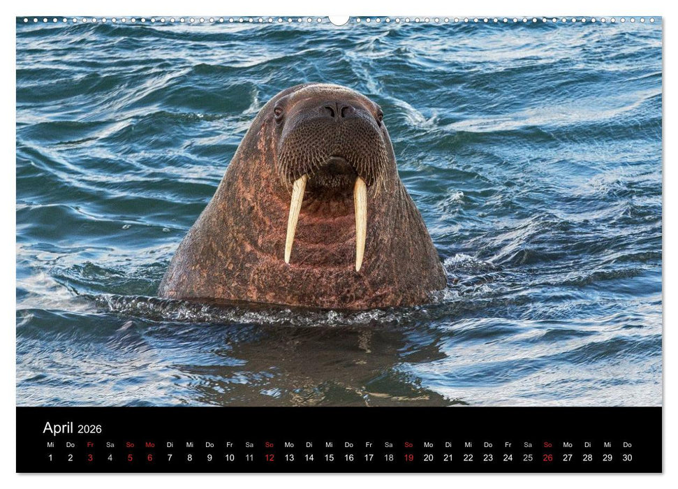 TRAUMZIEL ARKTIS, Impressionen vom Rand der Welt (CALVENDO Premium Wandkalender 2026)