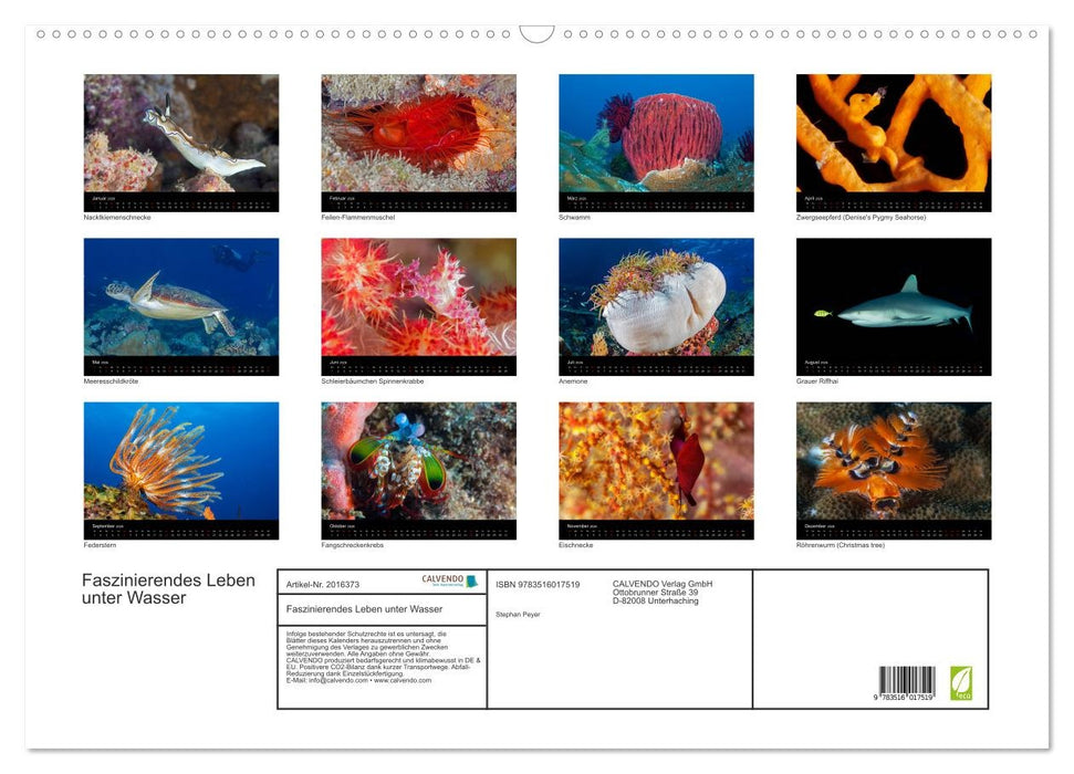 Faszinierendes Leben unter Wasser (CALVENDO Wandkalender 2026)