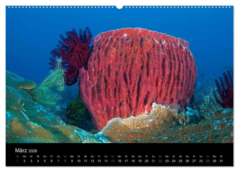 Faszinierendes Leben unter Wasser (CALVENDO Wandkalender 2026)