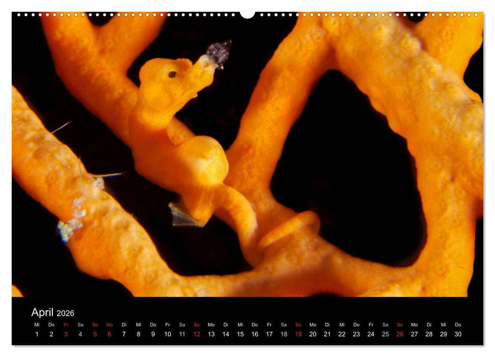 Faszinierendes Leben unter Wasser (CALVENDO Wandkalender 2026)