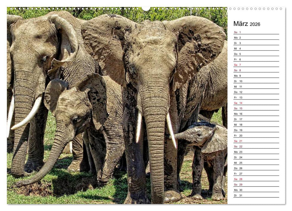 Elefanten . Wildlife in Kenia (CALVENDO Wandkalender 2026)