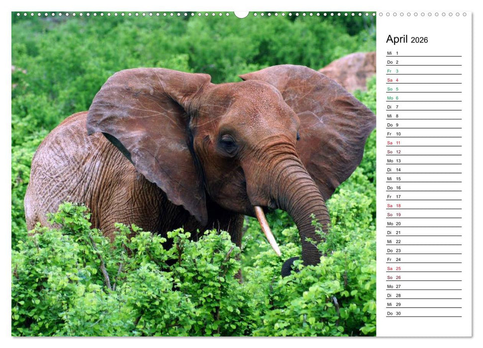 Elefanten . Wildlife in Kenia (CALVENDO Wandkalender 2026)