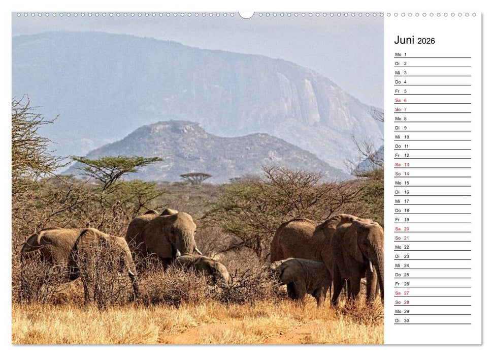 Elefanten . Wildlife in Kenia (CALVENDO Wandkalender 2026)