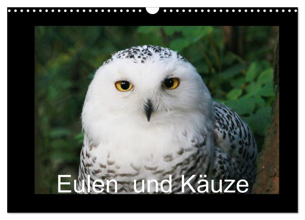 Eulen und Käuze (CALVENDO Wandkalender 2026)