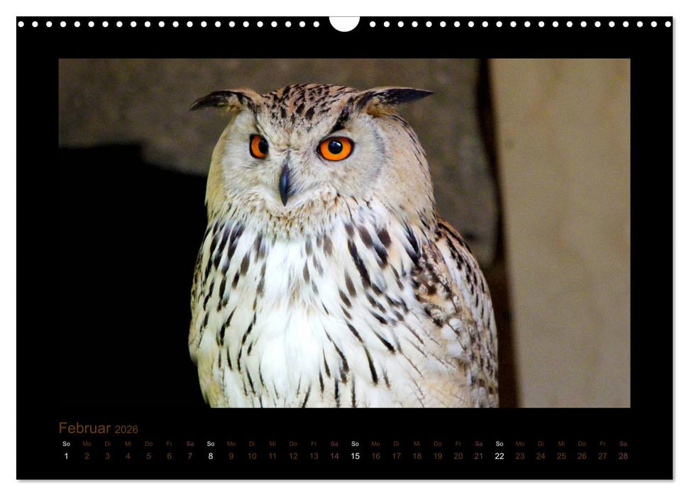 Eulen und Käuze (CALVENDO Wandkalender 2026)