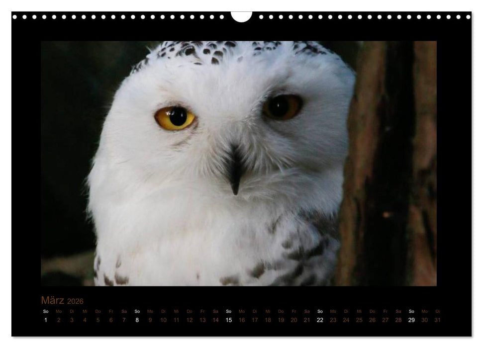 Eulen und Käuze (CALVENDO Wandkalender 2026)