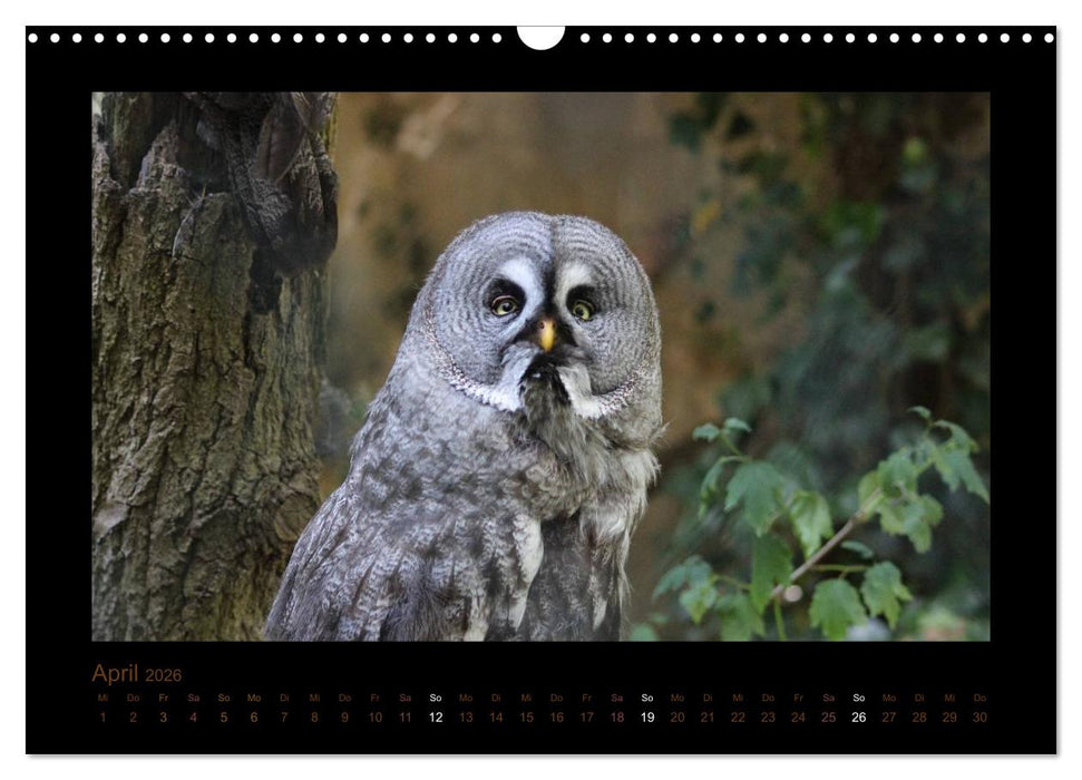 Eulen und Käuze (CALVENDO Wandkalender 2026)