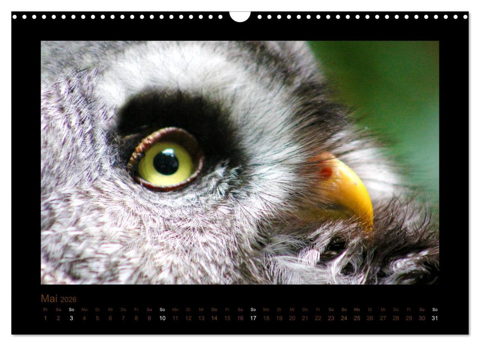 Eulen und Käuze (CALVENDO Wandkalender 2026)