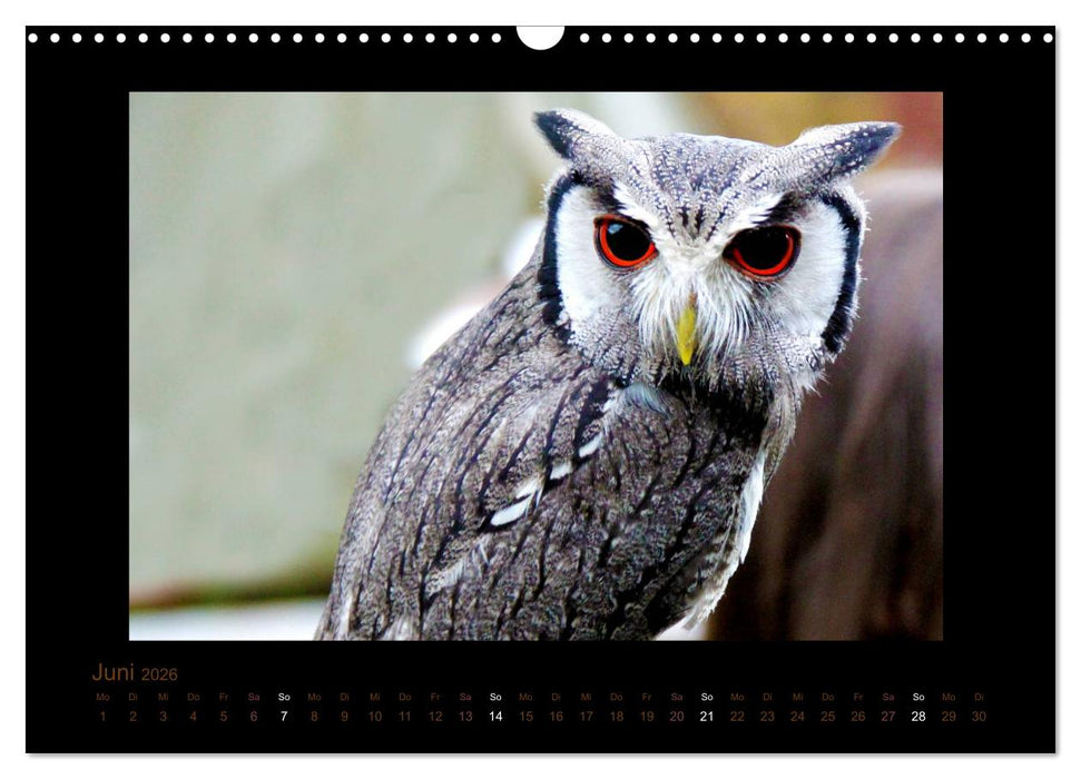 Eulen und Käuze (CALVENDO Wandkalender 2026)