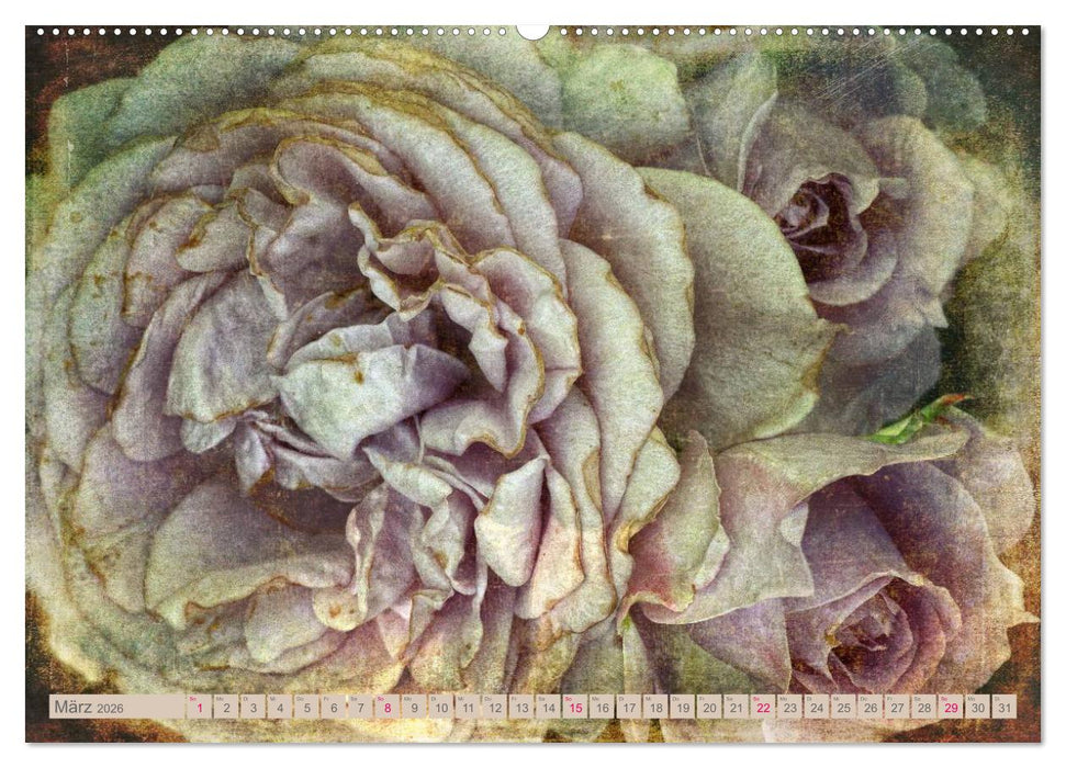 Rosenduft Shabby Chic Style (CALVENDO Wandkalender 2026)