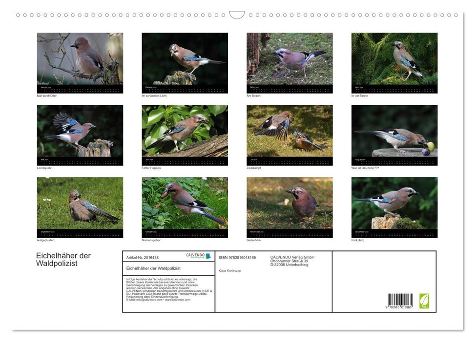 Eichelhäher der Waldpolizist (CALVENDO Wandkalender 2026)