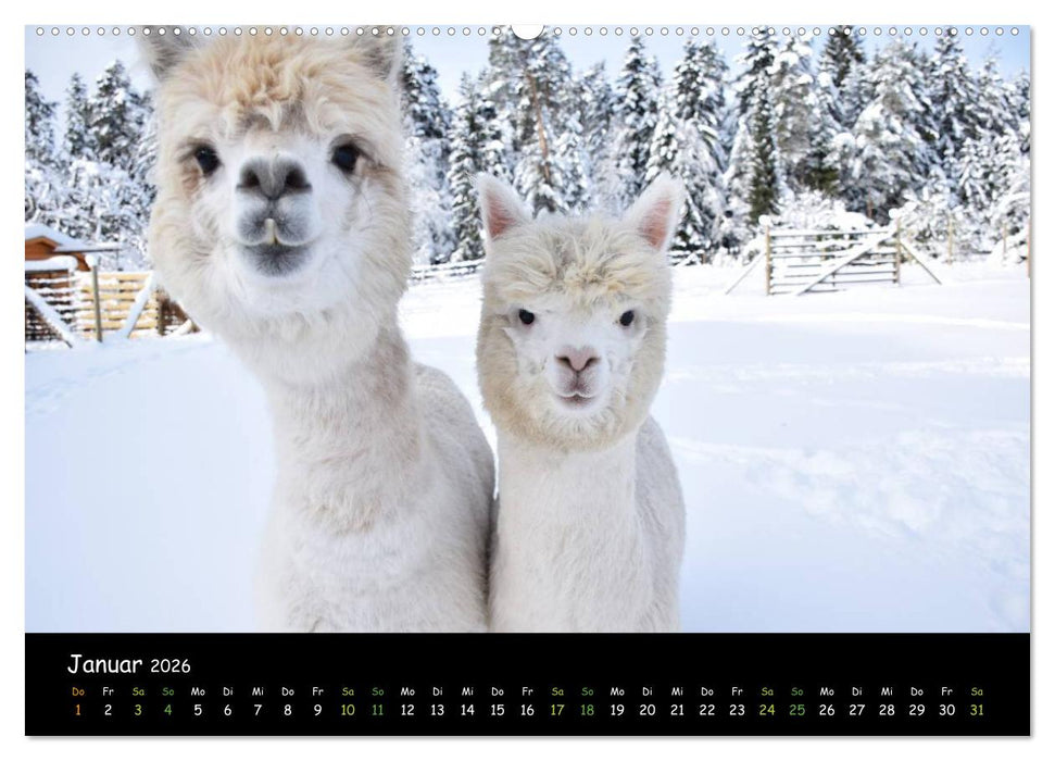 Alpakas zum Verlieben (CALVENDO Premium Wandkalender 2026)