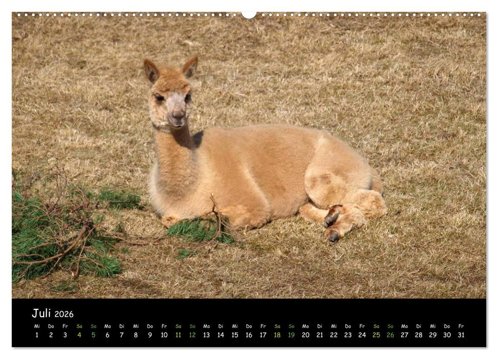 Alpakas zum Verlieben (CALVENDO Premium Wandkalender 2026)