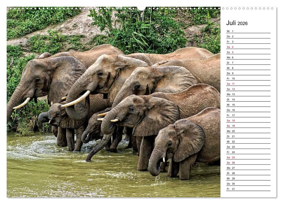 Elefanten . Wildlife in Kenia (CALVENDO Premium Wandkalender 2026)