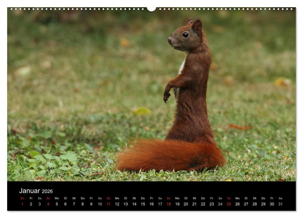 Artist im Garten. Das Eichhörnchen (CALVENDO Premium Wandkalender 2026)