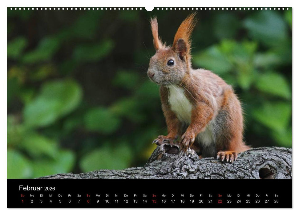 Artist im Garten. Das Eichhörnchen (CALVENDO Premium Wandkalender 2026)