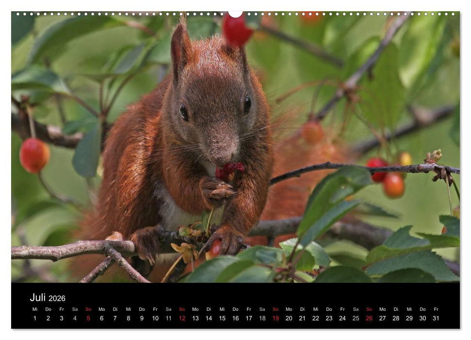 Artist im Garten. Das Eichhörnchen (CALVENDO Premium Wandkalender 2026)