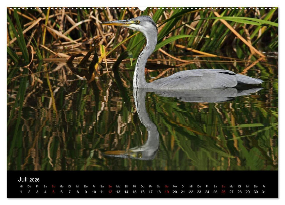 Aus dem Leben der Graureiher (CALVENDO Premium Wandkalender 2026)