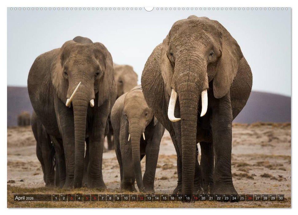 Ostafrika (CALVENDO Premium Wandkalender 2026)