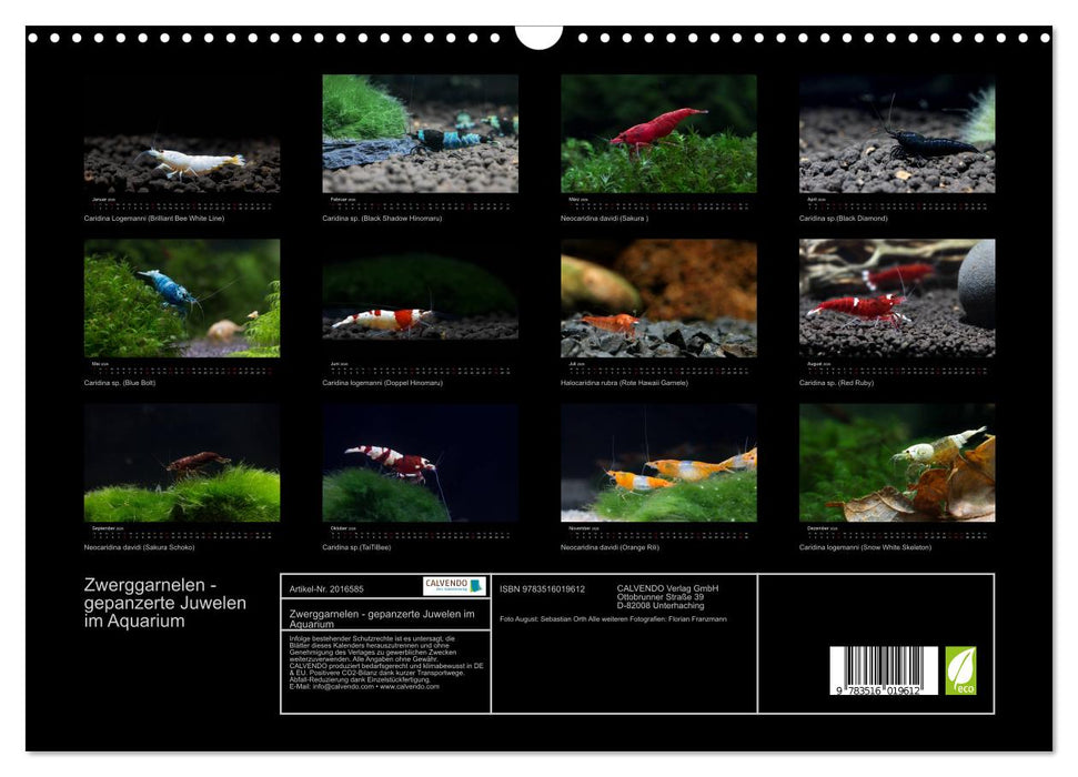 Zwerggarnelen - gepanzerte Juwelen im Aquarium (CALVENDO Wandkalender 2026)