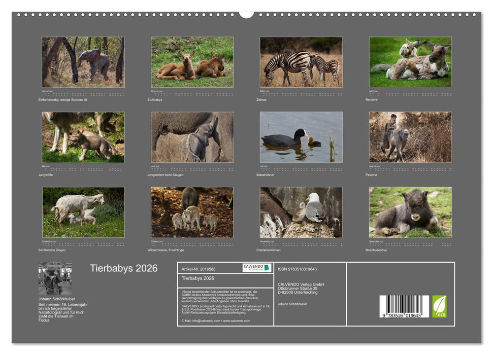 Tierbabys 2026 (CALVENDO Premium Wandkalender 2026)