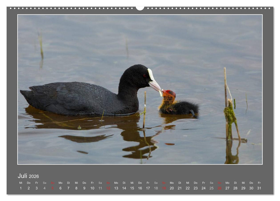 Tierbabys 2026 (CALVENDO Premium Wandkalender 2026)