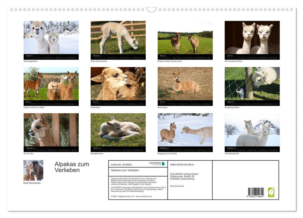 Alpakas zum Verlieben (CALVENDO Wandkalender 2026)