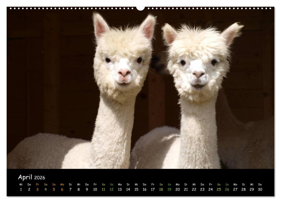 Alpakas zum Verlieben (CALVENDO Wandkalender 2026)