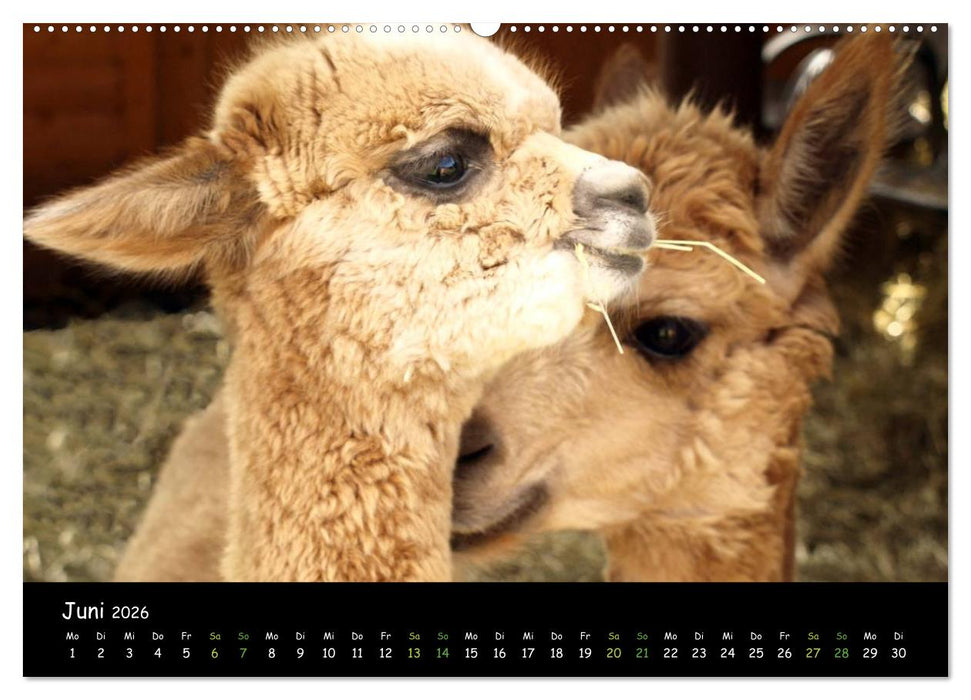 Alpakas zum Verlieben (CALVENDO Wandkalender 2026)