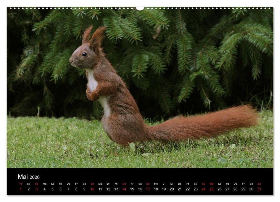 Artist im Garten. Das Eichhörnchen (CALVENDO Wandkalender 2026)