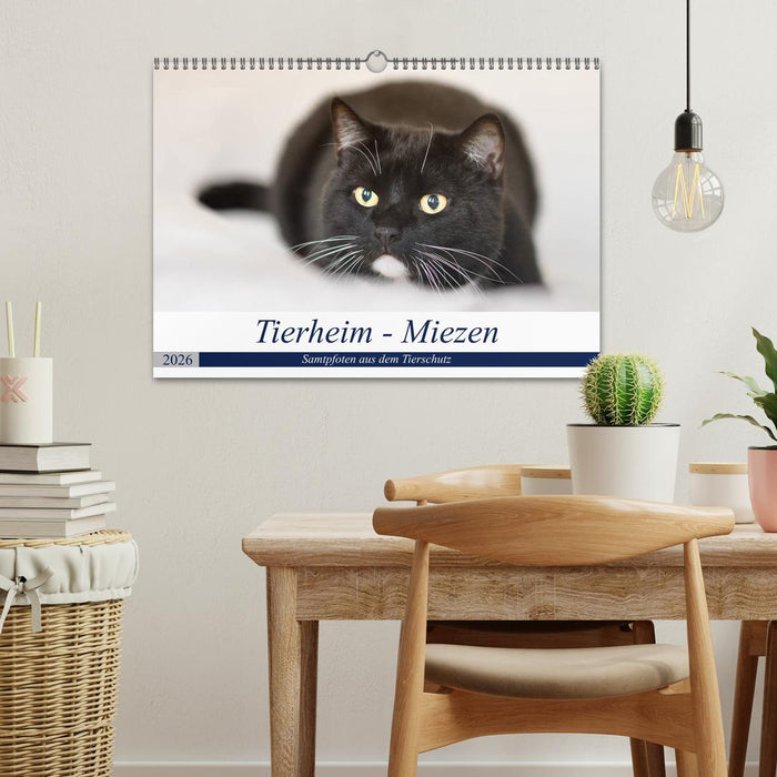Tierheim - Miezen (CALVENDO Wandkalender 2026)